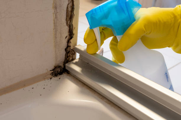 Best Residential Mold Removal  in Morton, TX